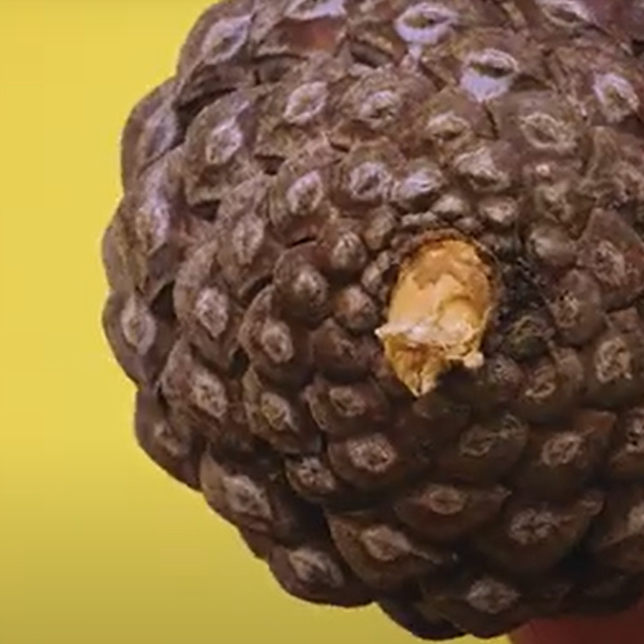 הקוד הסודי של האצטרובלים