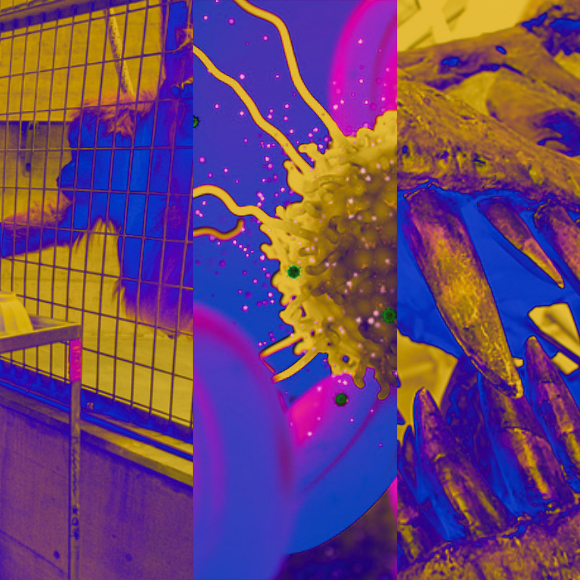 המחקרים החדשים ביותר: מהנשמדע 31/12/2022