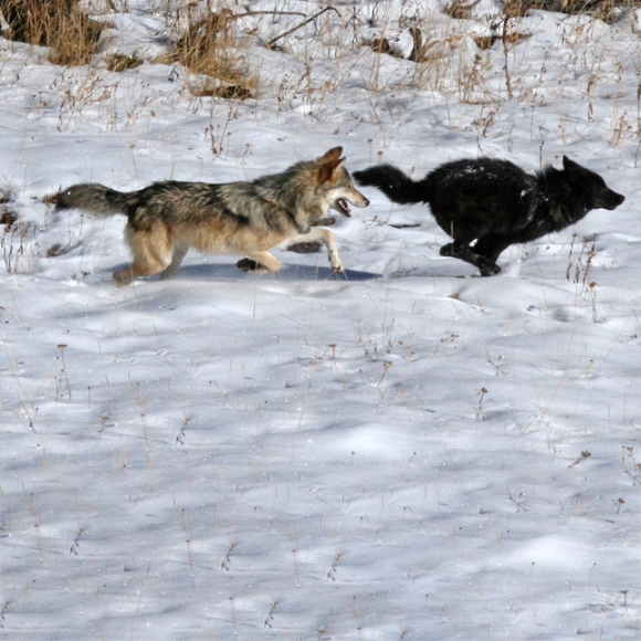 הנגיף שצבע את הזאבים בשחור