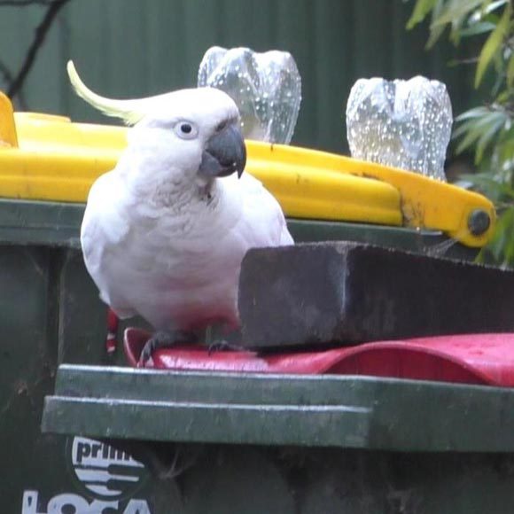 سِباق التّسلّح بين ببّغاء الكوكاتو والإنسان