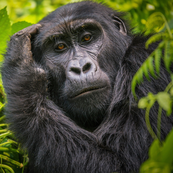 קוף אדם לא רציונלי, ולא במקרה