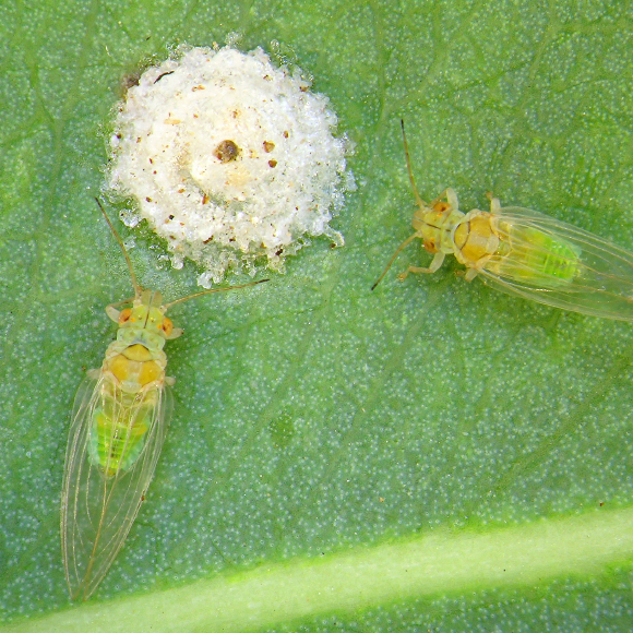 منافسو النّحل في إنتاج العسل