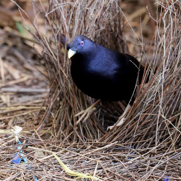 بيوتٌ ومبانٍ وسدود في عالم الأحياء