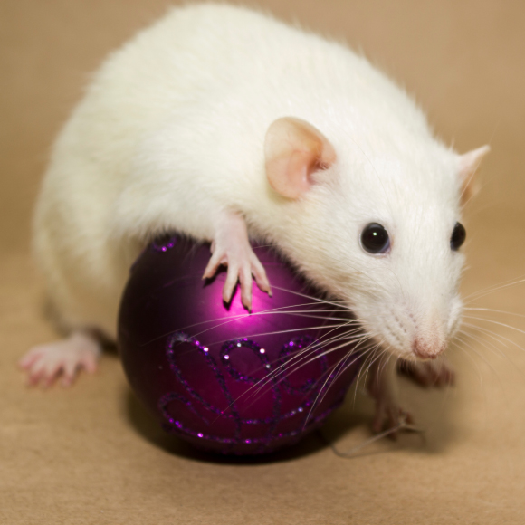 חולדות הקצב