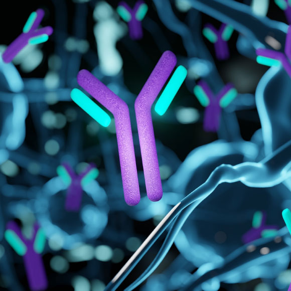 סימנים מעודדים בטיפול ניסיוני בזאבת