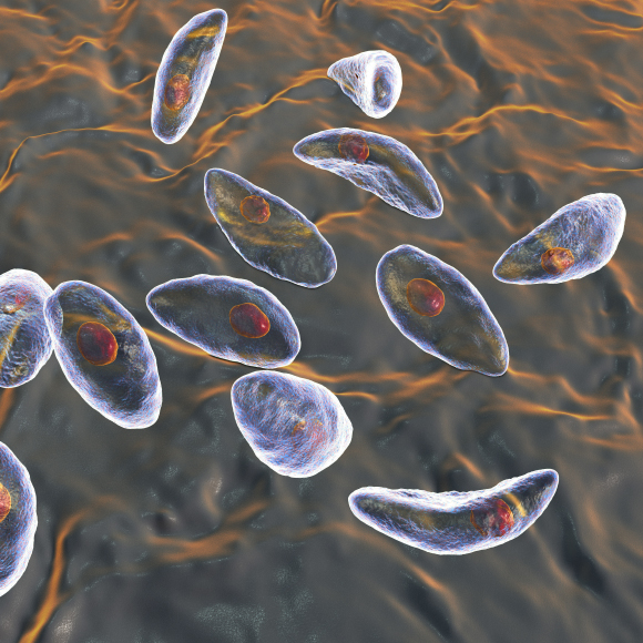 הטפיל ששולט בזאב