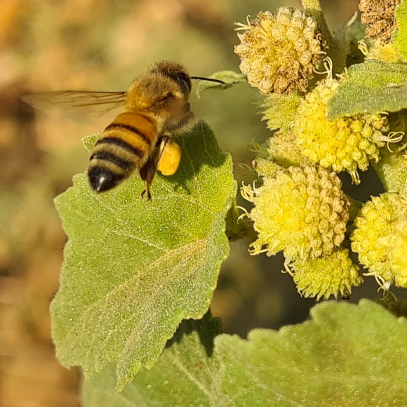 האם חיי הדבורה מתקצרים?