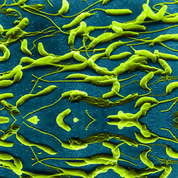 למה הם עושים את זה? החיידקים שמחקים נגיפים