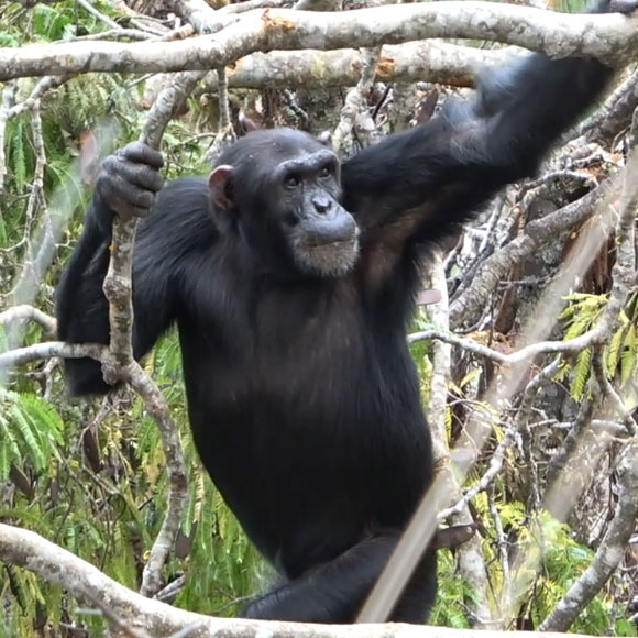 לעמוד על שתיים, בלי לרדת מהעצים