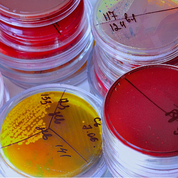 מחלות ללא גבולות: איך מסתיימת 2022?