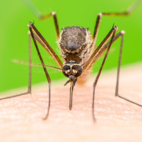 حاسّة الشمّ الذكيّة لدى البعوضيّات