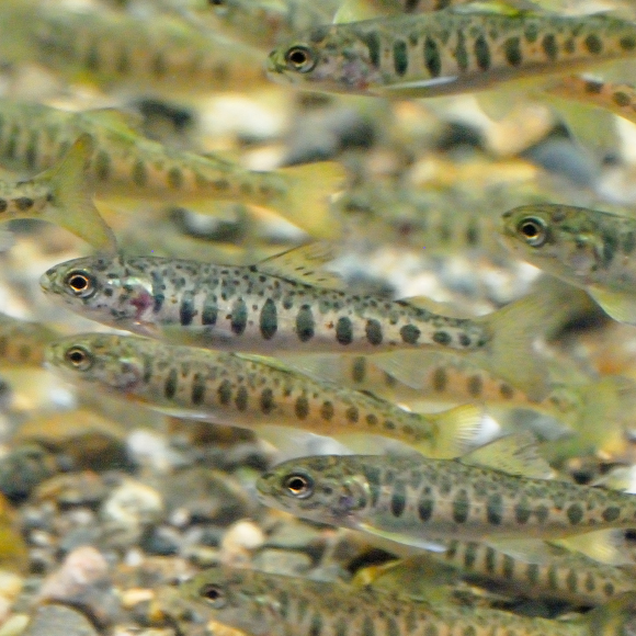 חיים בשני העולמות