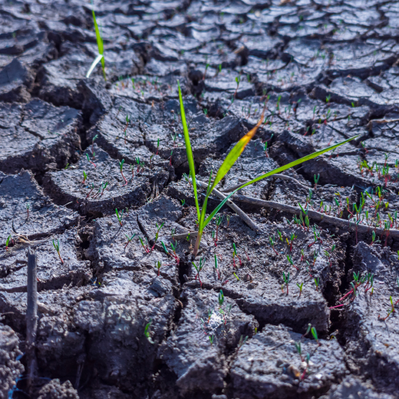 مهارات عند النباتات