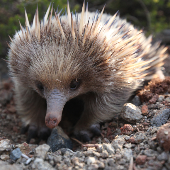קיפודן מנוזל – ומצונן