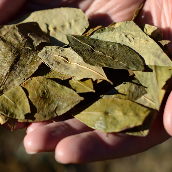 קוקאין במקום טבק