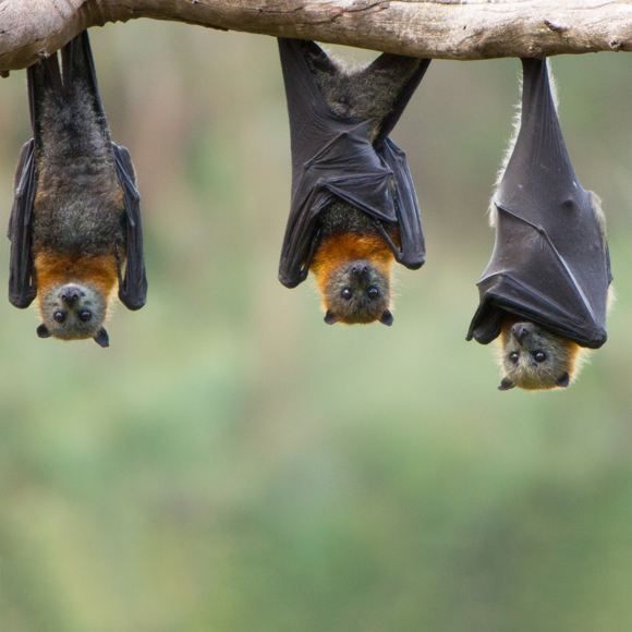 בירוא היערות, העטלפים והמחלה הקטלנית