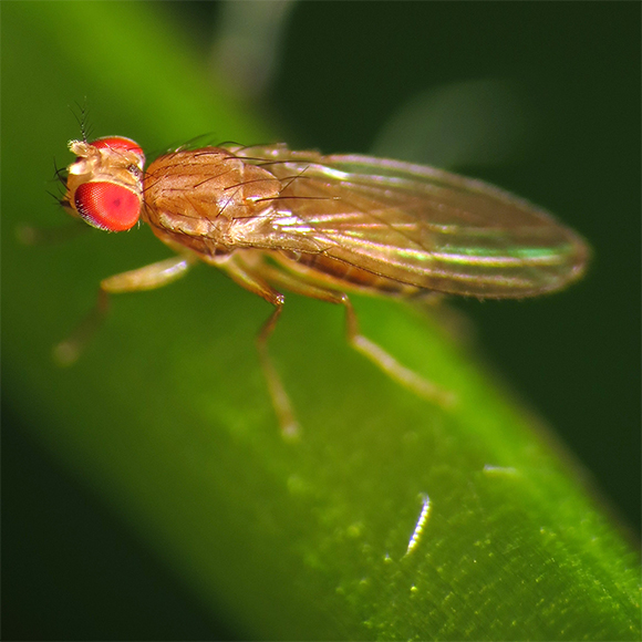 לחתוך סלט עלים עם הישבן