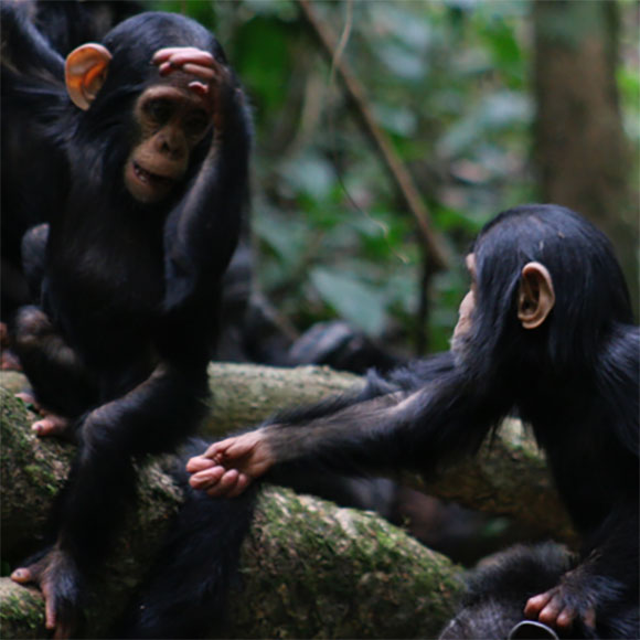 כששימפנזה מרימה זרוע, למה היא מתכוונת?