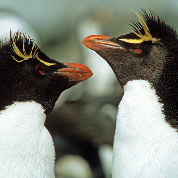 הביצה המיותמת של הפינגווינים מניו זילנד