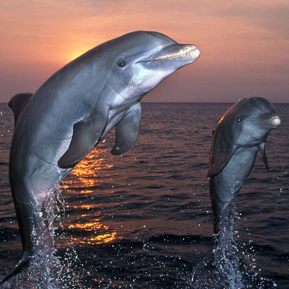 היו שלום ותודה על… שומעים?!