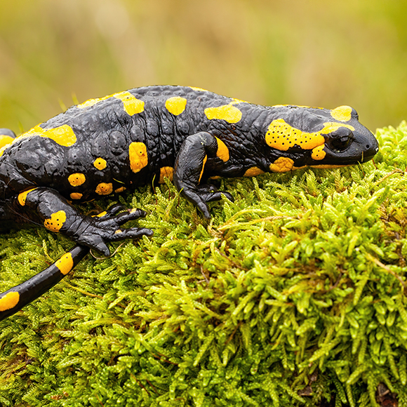 מה אומר הצבע? תלוי באבולוציה