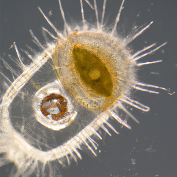 אם אין לחם, שיאכלו נגיפים