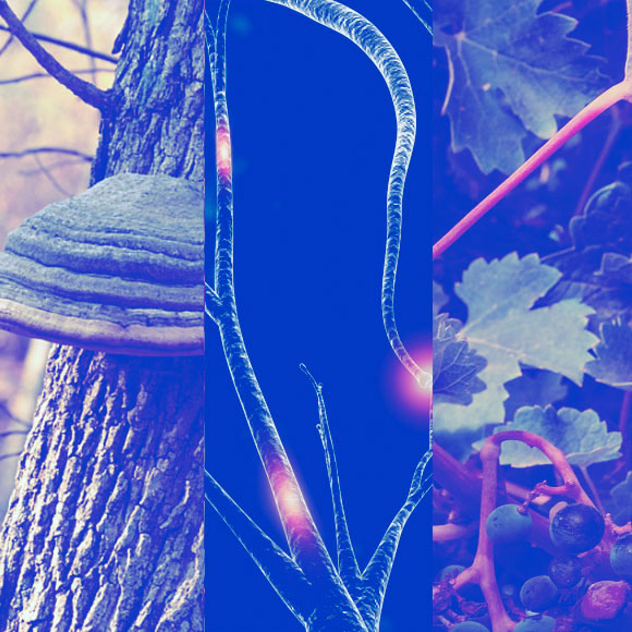 המחקרים החדשים ביותר: מהנשמדע 11/3/2023