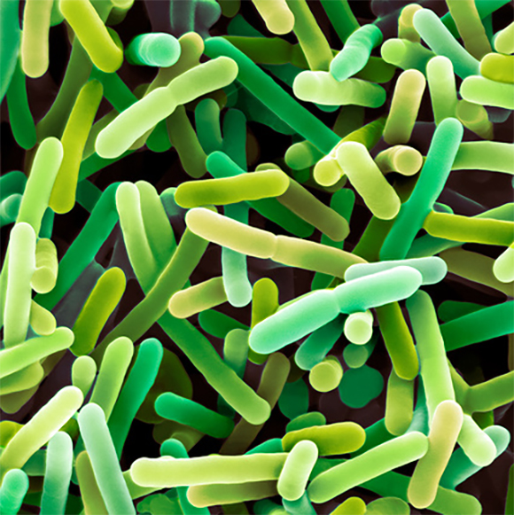 חיידקי המעיים והטיפול בסרטן