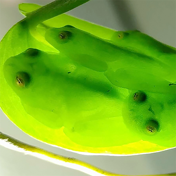 גלימת ההיעלמות של צפרדעי הזכוכית