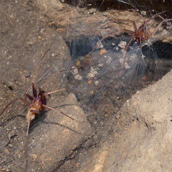העולם האפל של העכבישים