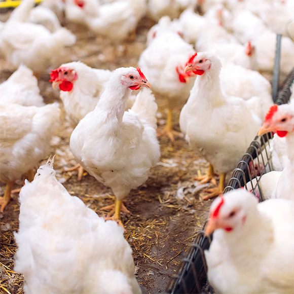 הבעיות עם שפעת העופות