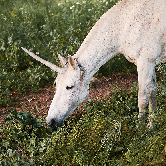 המדע האמיתי של היצור המיתי