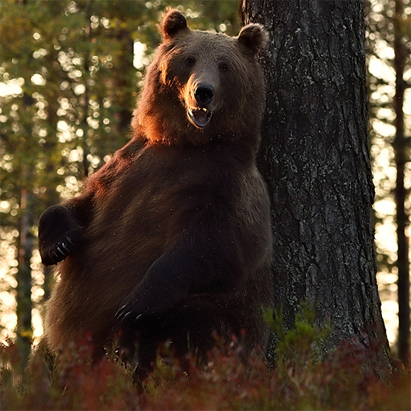 גירוד רפואי לדוב