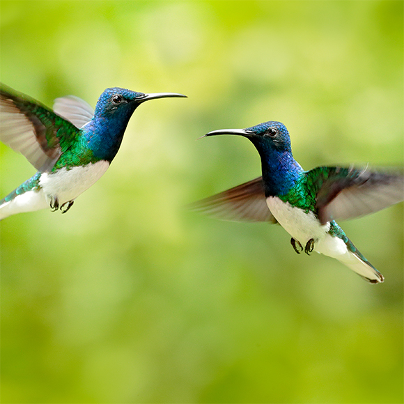 הציפורים הצבועות
