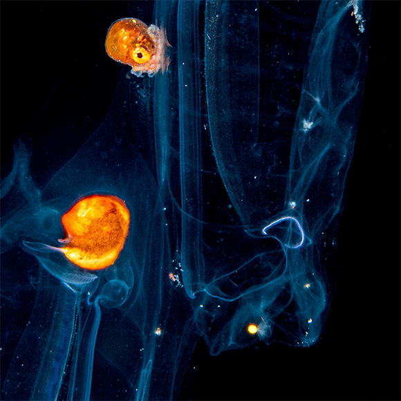 בוא אלינו לים הפתוח