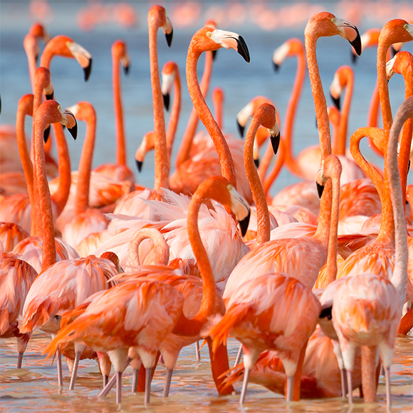 מועדון החברים של הפלמינגו