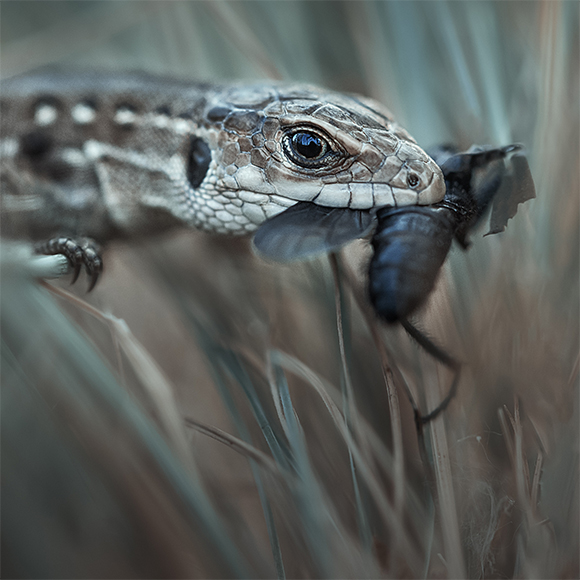 מה התחפושת הכי טובה בטבע?