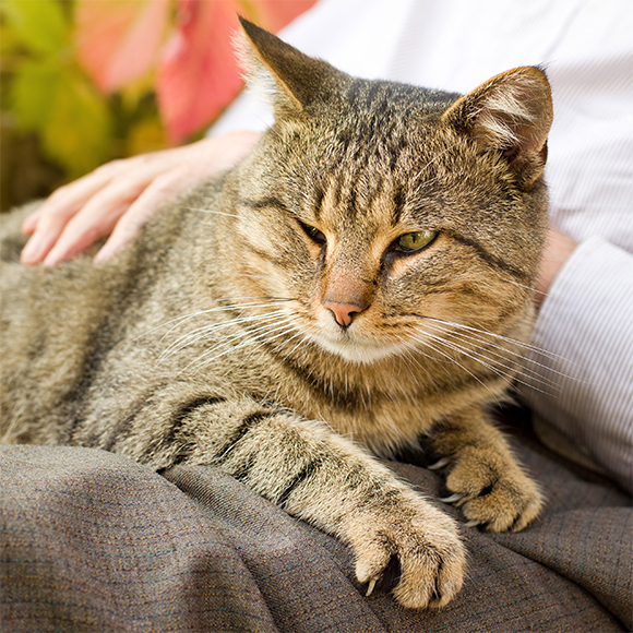 חתול הבית שסירב לגדול