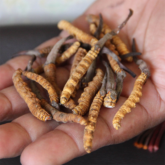 “השורד האחרון”- הפטריות או אנחנו?
