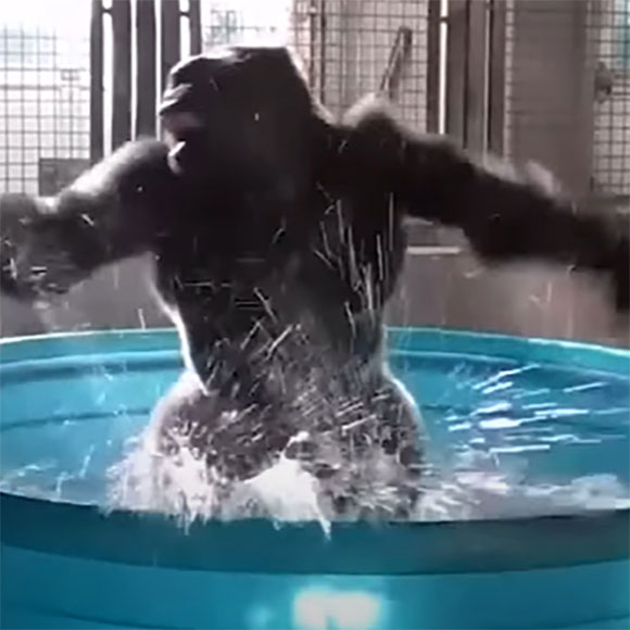 הספין של קופי האדם