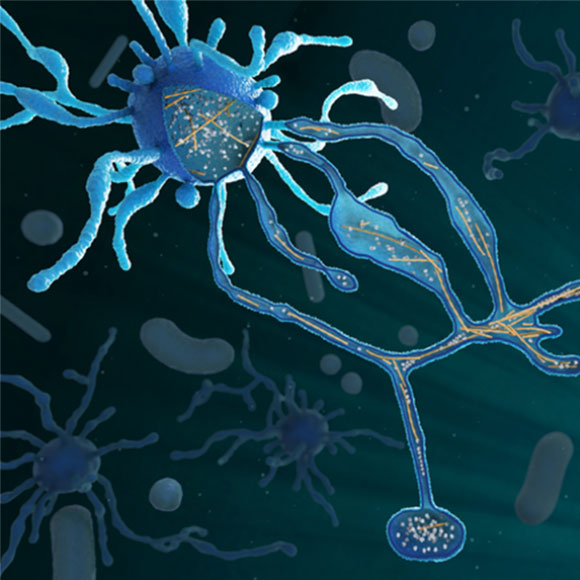 נחשף: כך נראה שלב הביניים בדרך לתאים מורכבים