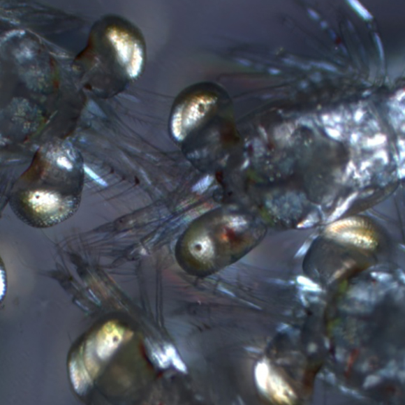 גלימת ההיעלמות של הסרטנים