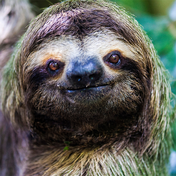 למי קראת עצלן?