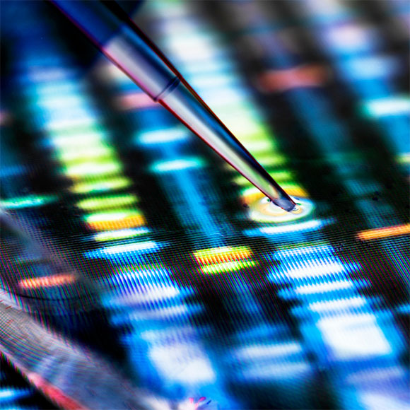 גֵן חדש בא לשכונה