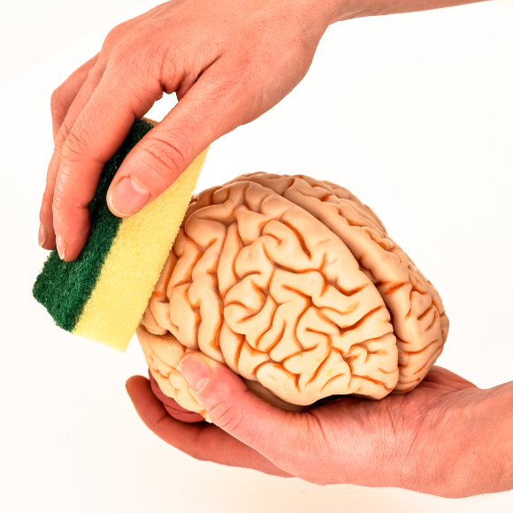 Brainwash – What Type of Insects are Locusts?