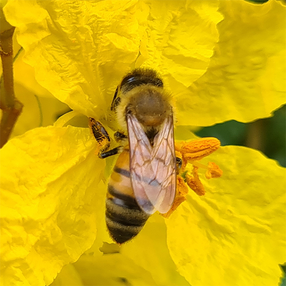 שיעורי המחול של הדבורים