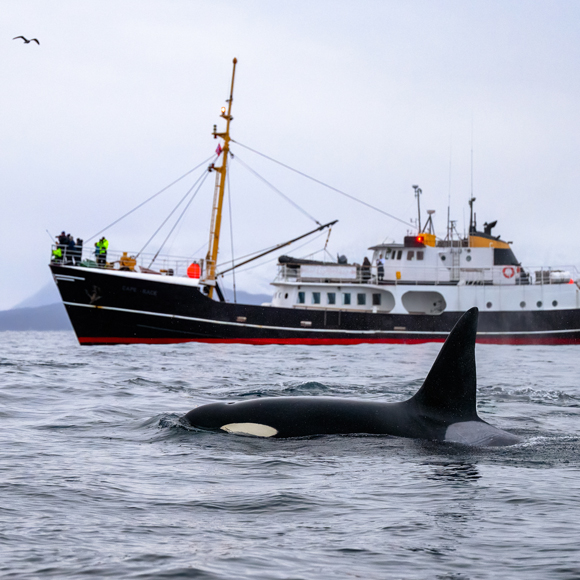 לעצור את ווילי