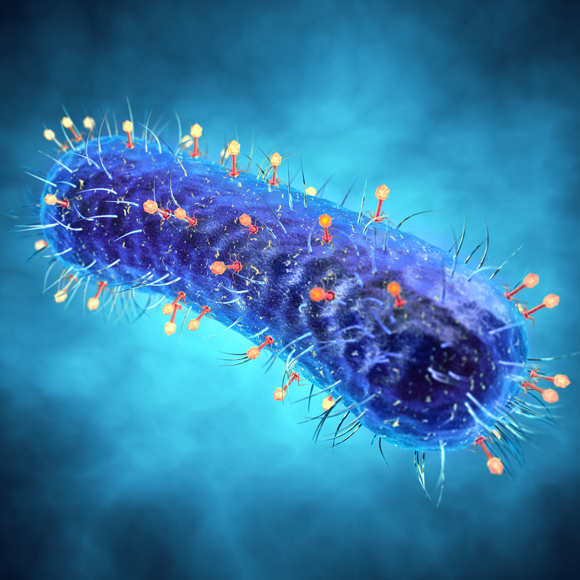 החומר שישמור על החיידקים המועילים