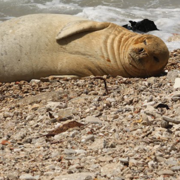 השבוע בסביבה: החום המאמיר והביקור הנדיר