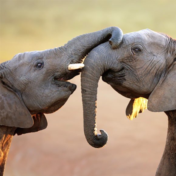 הפילים בייתו את הפילים